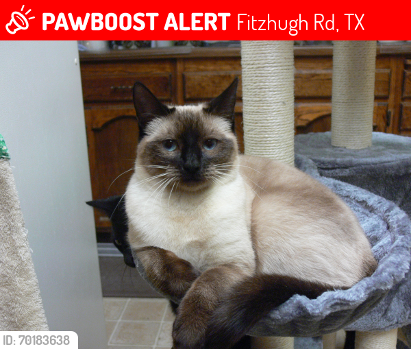 Lost Female Cat last seen Ditch near Double Dutch Ranch, Fitzhugh Rd, TX 78736