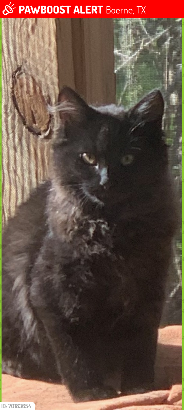 Lost Male Cat last seen July Lane , Boerne, TX 78006