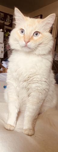 Lost Male Cat last seen Behind 24803 and the open grass area to the left, Hayward, CA 94541