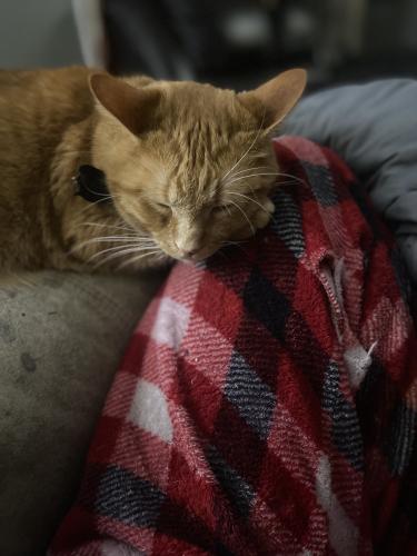 Lost Male Cat last seen strout rd and Middleboro and st rt 22&3, Morrow, OH 45152