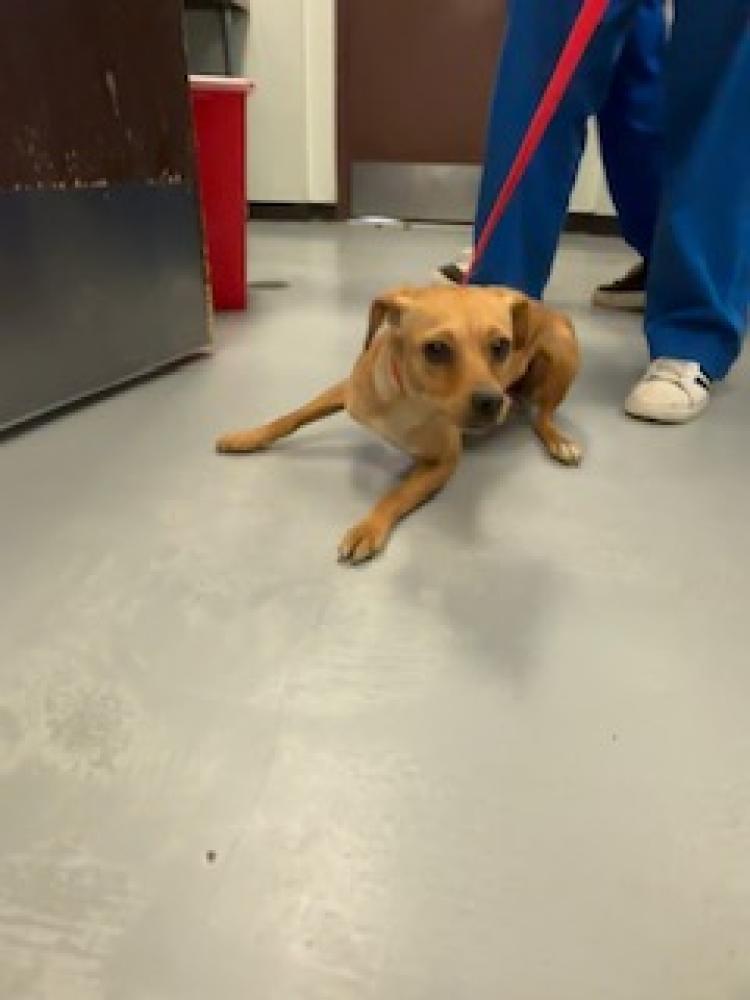 Shelter Stray Female Dog last seen COTTONWOOD/PANAMA,BAKERSFIELD,CA, Bakersfield, CA 93307