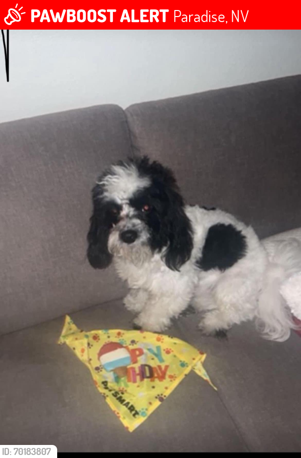 Lost Male Dog last seen OYO Hotel and Casino, Paradise, NV 89109
