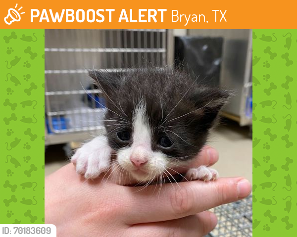 Shelter Stray Male Cat last seen College Station, TX 77845, Bryan, TX 77807