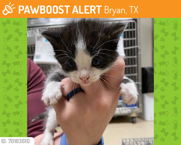 Shelter Stray Female Cat last seen College Station, TX 77845, Bryan, TX 77807