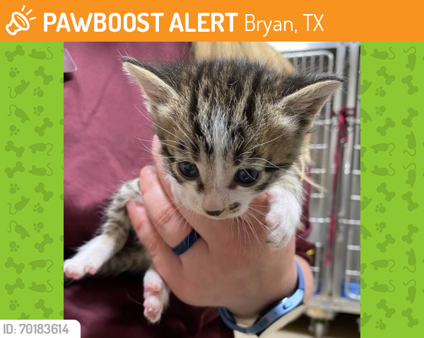 Shelter Stray Male Cat last seen College Station, TX 77845, Bryan, TX 77807