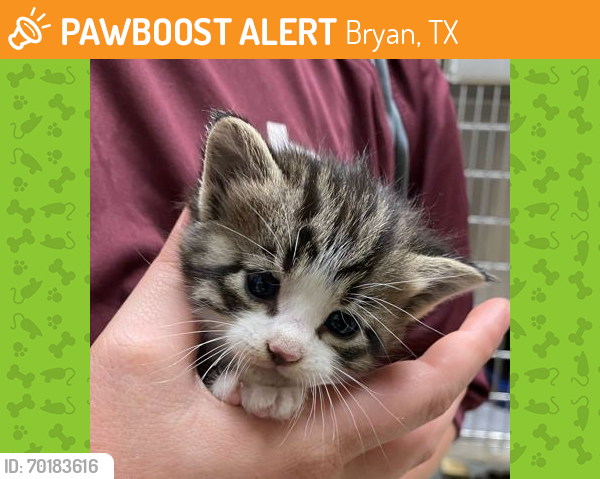 Shelter Stray Female Cat last seen College Station, TX 77845, Bryan, TX 77807