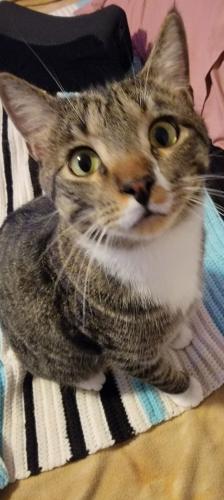 Lost Male Cat last seen southbound exit ramp 12600 South 4000 West, next to the In N Out Burger, 1 year ago. , Salt Lake County, UT 84118
