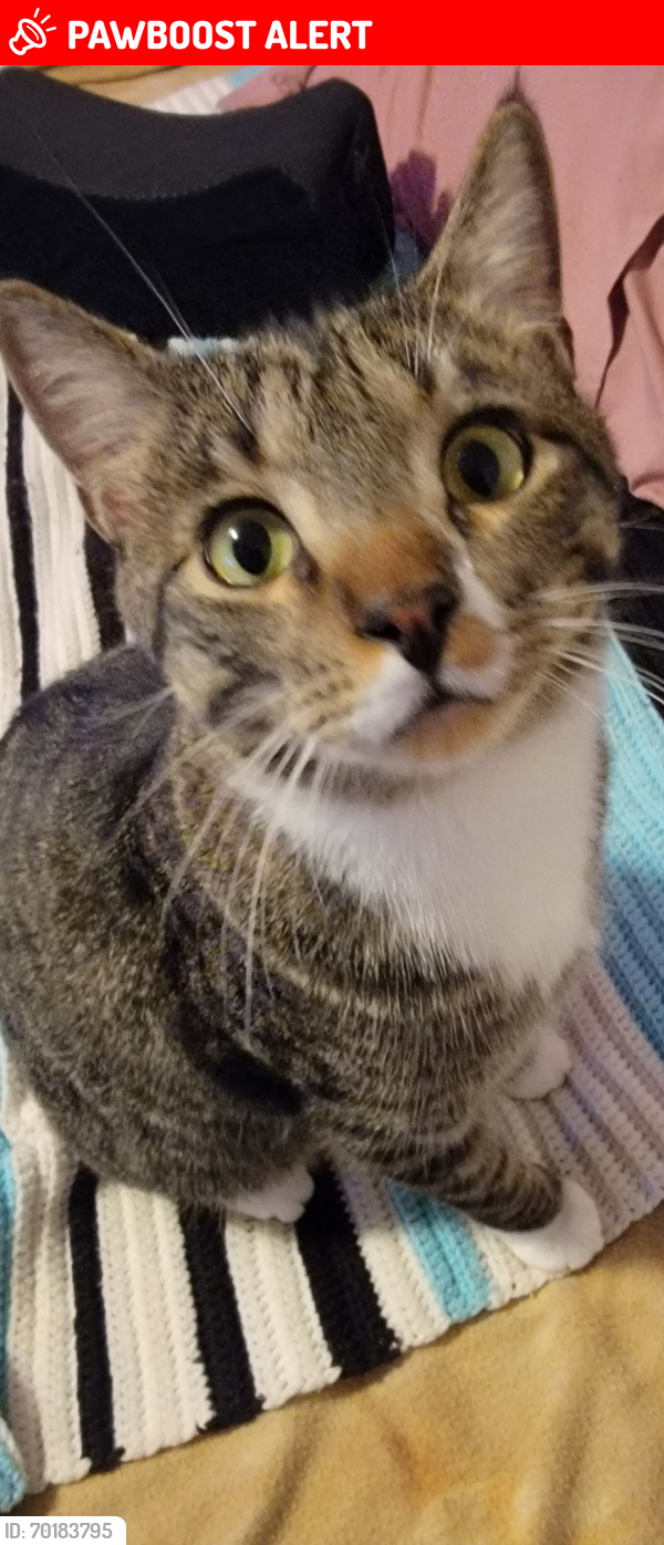 Lost Male Cat last seen southbound exit ramp 12600 South 4000 West, next to the In N Out Burger, 1 year ago. , Salt Lake County, UT 84118