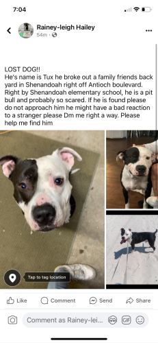 Lost Male Dog last seen  Shenandoah elementary school, Baton Rouge, LA 70817