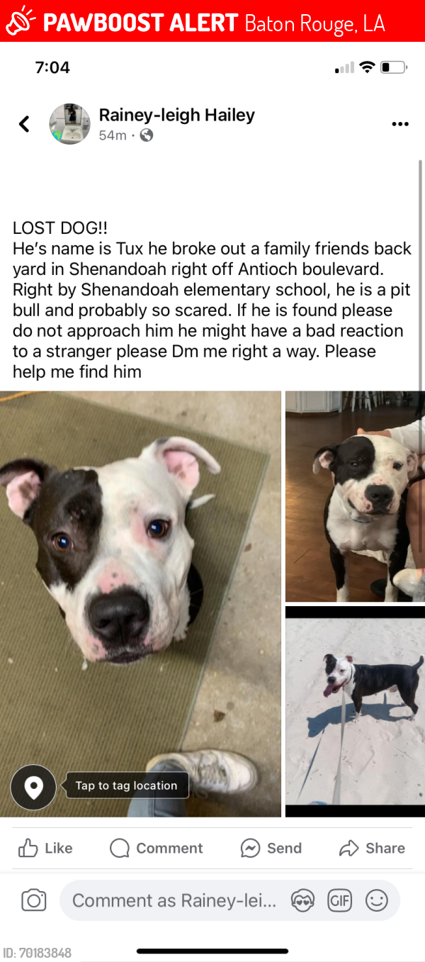 Lost Male Dog last seen  Shenandoah elementary school, Baton Rouge, LA 70817