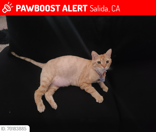 Lost Male Cat last seen Vigna Way, Fattoria Blvd, Pirrone Rd, Finney Rd in Salida, CA, Salida, CA 95368