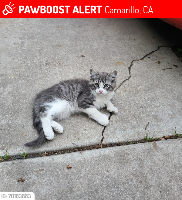 Lost Male Cat last seen Dawson and Santa Rosa m{, Camarillo, CA 93012