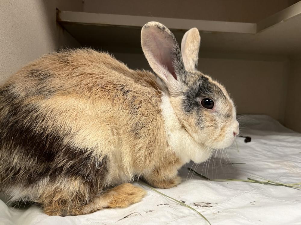 Shelter Stray Female Rabbit last seen E 17th Street, NEW YORK, NY, 10003, New York, NY 10029
