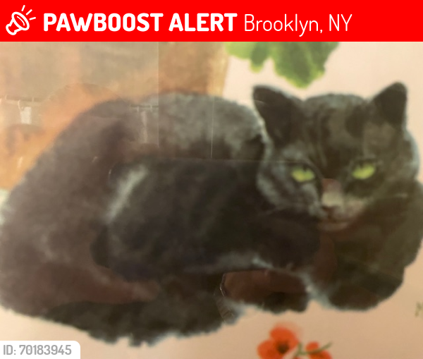 Lost Female Cat last seen 71st Street between Colonial Rd.and Narrows Ave., Bay Ridge, Brooklyn 11209, Brooklyn, NY 11209