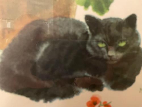Lost Female Cat last seen 71st Street between Colonial Rd.and Narrows Ave., Bay Ridge, Brooklyn 11209, Brooklyn, NY 11209
