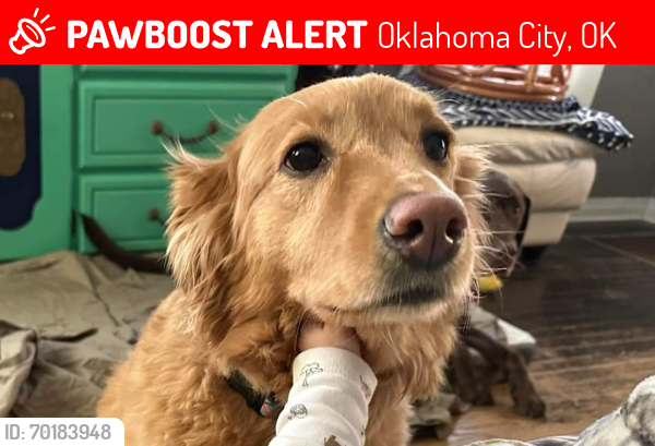 Lost Female Dog last seen Near NW 80th Okc Ok 73114, Oklahoma City, OK 73114