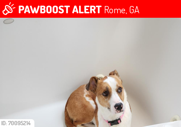 Lost Female Dog last seen PAWS 99 North Ave. In the woods across from PAWS., Rome, GA 30161