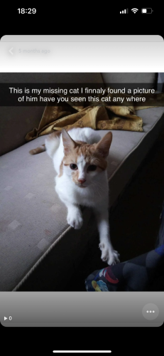 Lost Male Cat last seen Stanns, Nottingham, England NG3 3NG