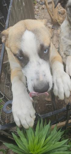 Lost Male Dog last seen Motley rd, Bentonville, AR 72713