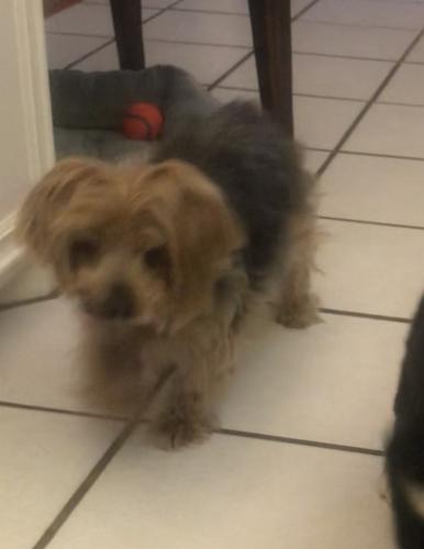 Lost Male Dog last seen Avenu U and 92nd street , Lubbock, TX 79424