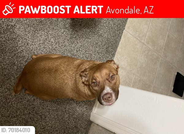 Lost Female Dog last seen Cocopah, Avondale, AZ 85323