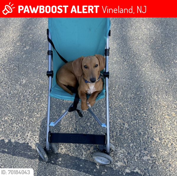 Lost Male Dog last seen Seneca court vinleand nj , Vineland, NJ 08361