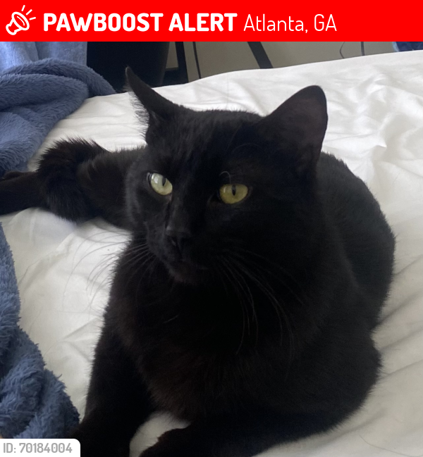 Lost Male Cat last seen Piedmont park and Atlanta botanical garden , Atlanta, GA 30309