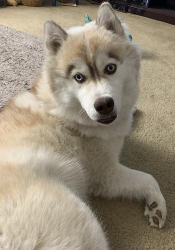 Lost Female Dog last seen College Ave between Oswell and Sterling Rd, Bakersfield, CA 93306