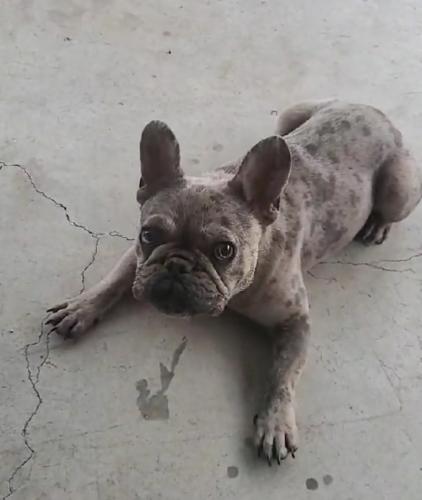 Lost Female Dog last seen Desert Ridge ests, Odessa, TX 79765