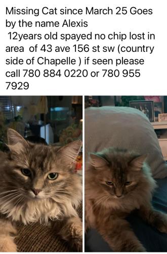 Lost Female Cat last seen Near 156 street , Edmonton, AB T6Y 0B8