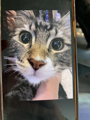 Lost Female Cat last seen Pederson , Thousand Oaks, CA 91360