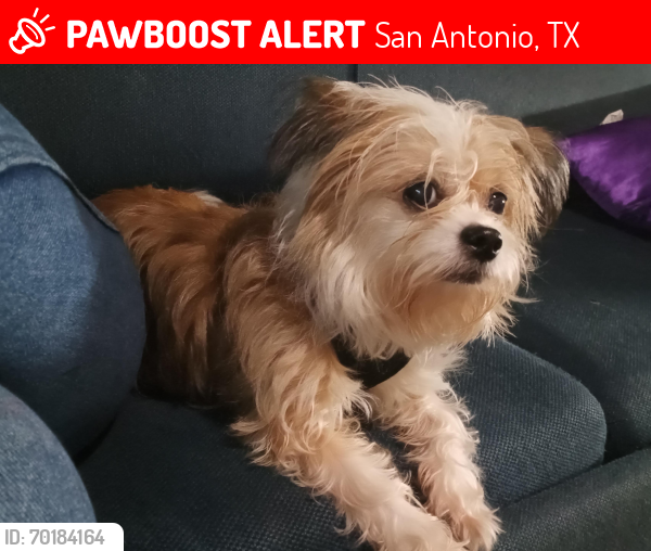 Lost Female Dog last seen Callaghan & Horizon Hill, San Antonio, TX 78229