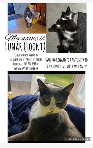 Lost Male Cat last seen Dixie highway/ turfway area, Florence, KY 41042