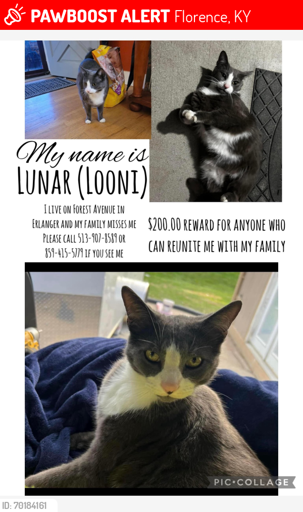 Lost Male Cat last seen Dixie highway/ turfway area, Florence, KY 41042