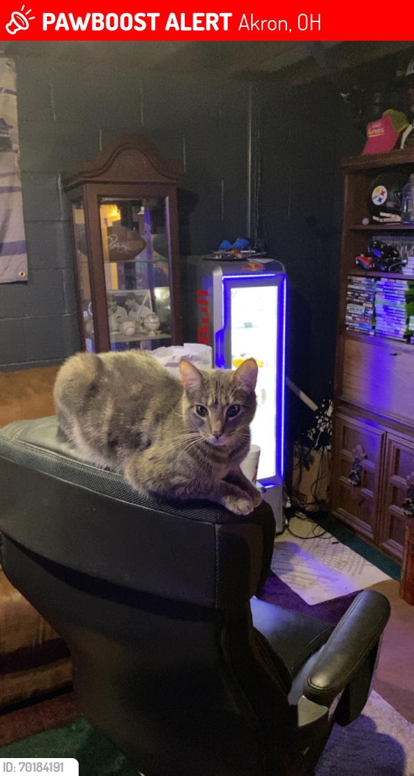 Lost Male Cat last seen Hametown and 18 , Akron, OH 44333