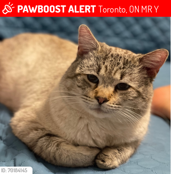 Lost Male Cat last seen Lawrence and warden , Toronto, ON M1R 3Y1