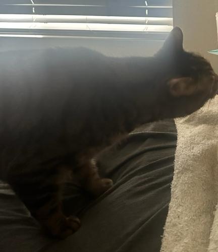 Lost Male Cat last seen Washburn and Commerce, North Las Vegas, NV 89031