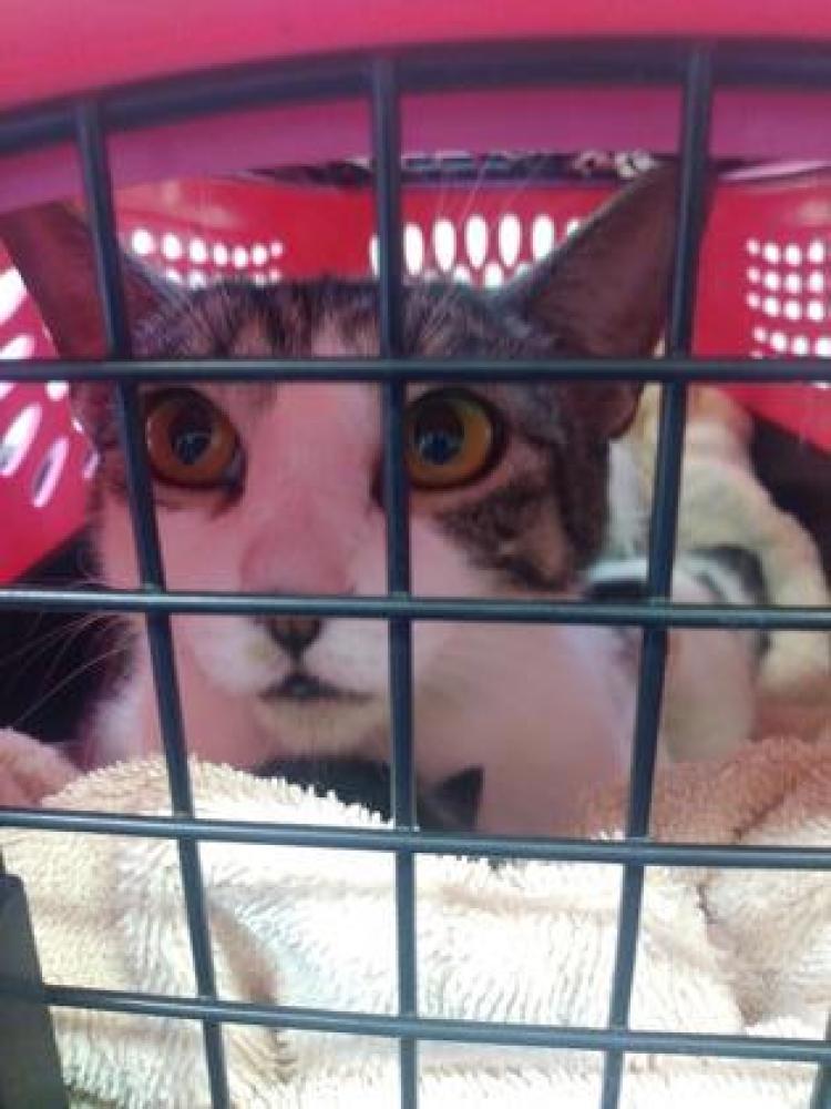 Shelter Stray Female Cat last seen Sacramento, CA 95834, Sacramento, CA 95828