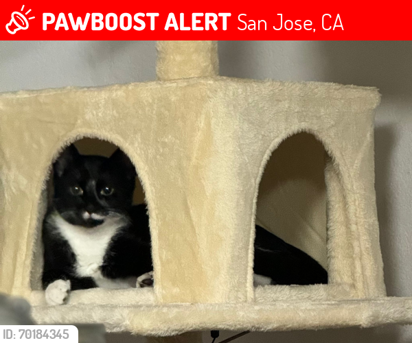 Lost Male Cat last seen Near coldwater dr san jose ca, San Jose, CA 95148