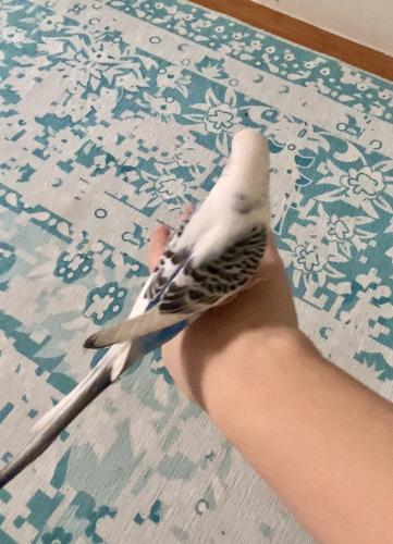 Lost Male Bird last seen Avenue O and Avenue P, east 18 and east 19 streets, Brooklyn, NY 11230