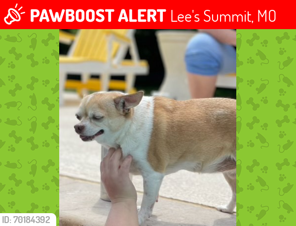 Lost Female Dog last seen Ward & Longview area, Lee's Summit, MO 64081