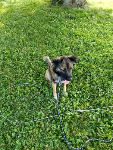 Lost Female Dog last seen State Route 28 / center field rd, Greenfield, OH 45123