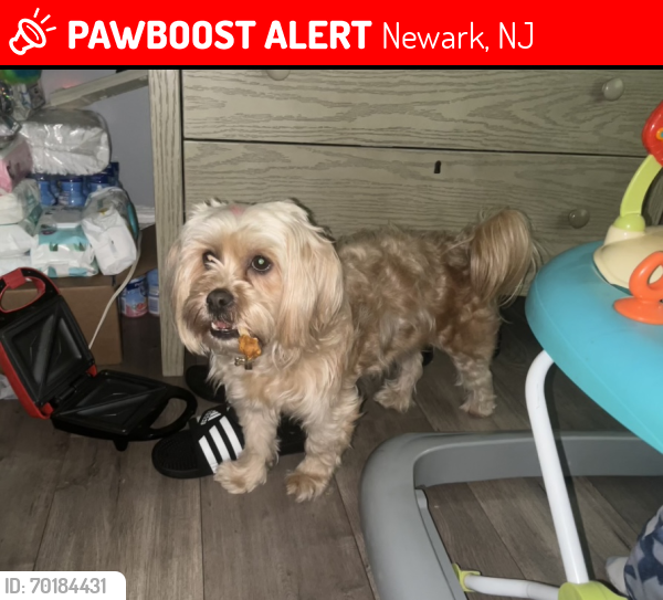 Lost Female Dog last seen Near N 5th stree, Newark, NJ 07018