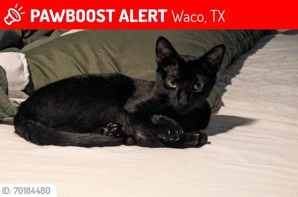 Lost Male Cat last seen Mitchell RD and 43rd st , Waco, TX 76710