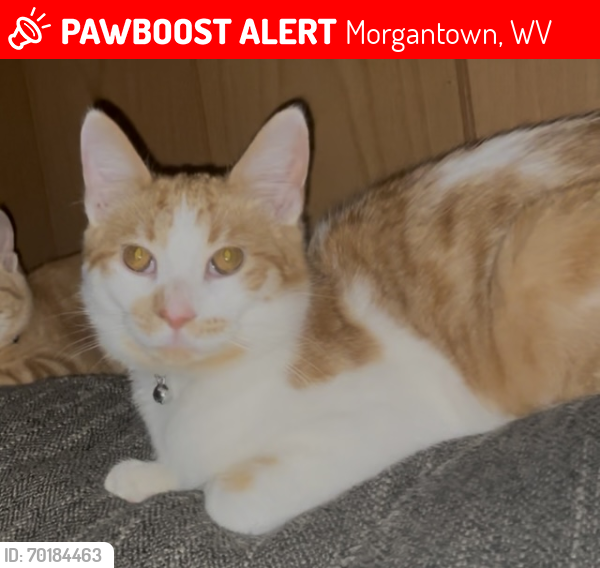 Lost Male Cat last seen Par Mar, Dollar General, Morgantown, WV 26508