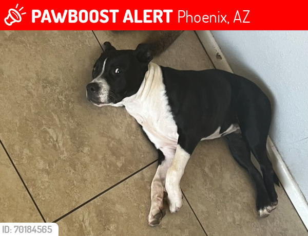 Lost Female Dog last seen 67th ave and monte vista, Phoenix, AZ 85035