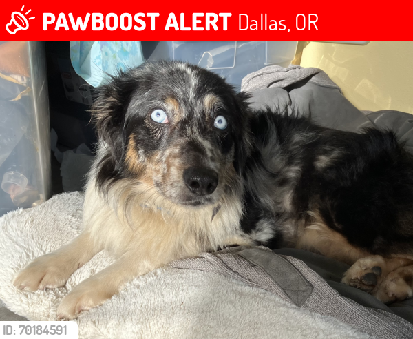 Lost Female Dog last seen Salt Creek Rd, May Rd, Dallas, OR 97338