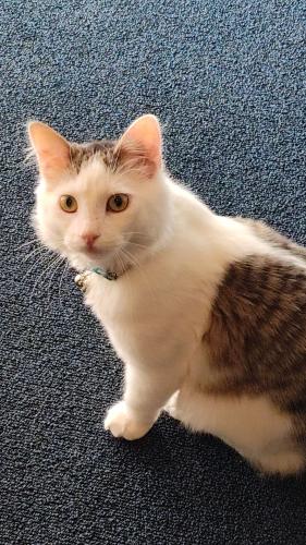 Lost Male Cat last seen Mulberry 88001, Las Cruces, NM 88001