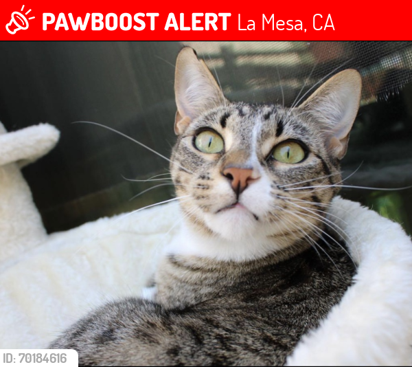 Lost Female Cat last seen Near parkway dr, La Mesa, CA 91942