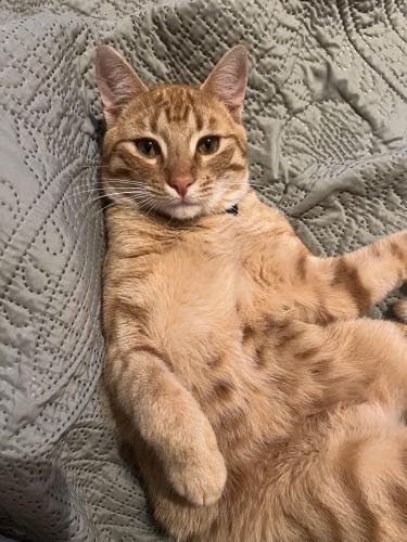 Lost Male Cat last seen New Life Worship Center , Tyler, TX 75703